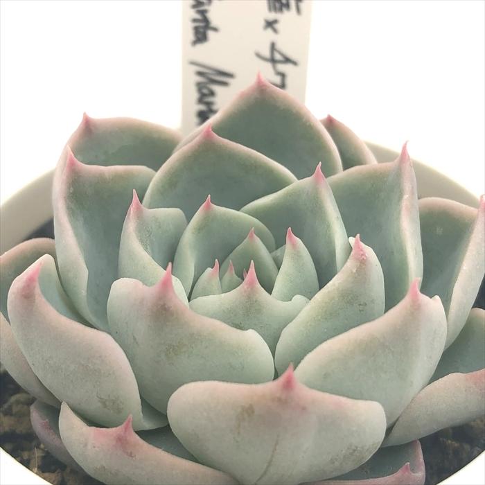 多肉植物 O'sエケベリア （白蓮華×チワワエンシス）×（Fo48 Santa