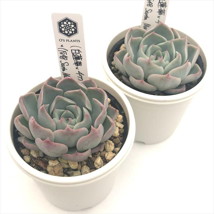 多肉植物 O'sエケベリア （白蓮華×チワワエンシス）×（Fo48 Santa