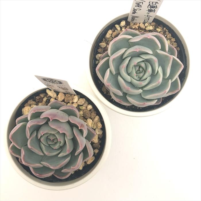 多肉植物 O'sエケベリア （白蓮華×チワワエンシス）×（Fo48 Santa