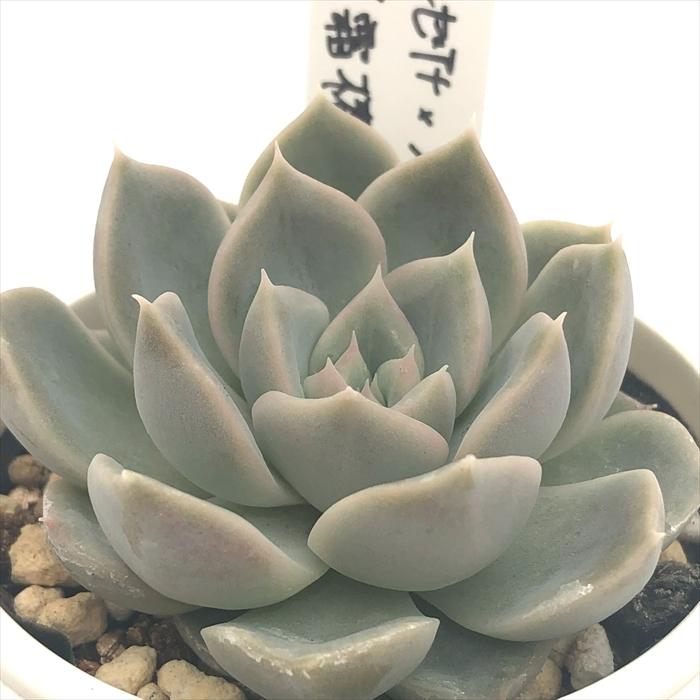 多肉植物 O'sエケベリア （リンゼアナ×ホリコロ）×（霜椿×ユリアナ