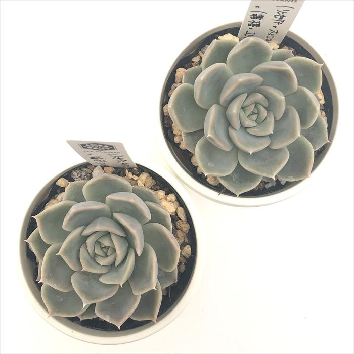 多肉植物 O'sエケベリア （リンゼアナ×ホリコロ）×（霜椿×ユリアナ