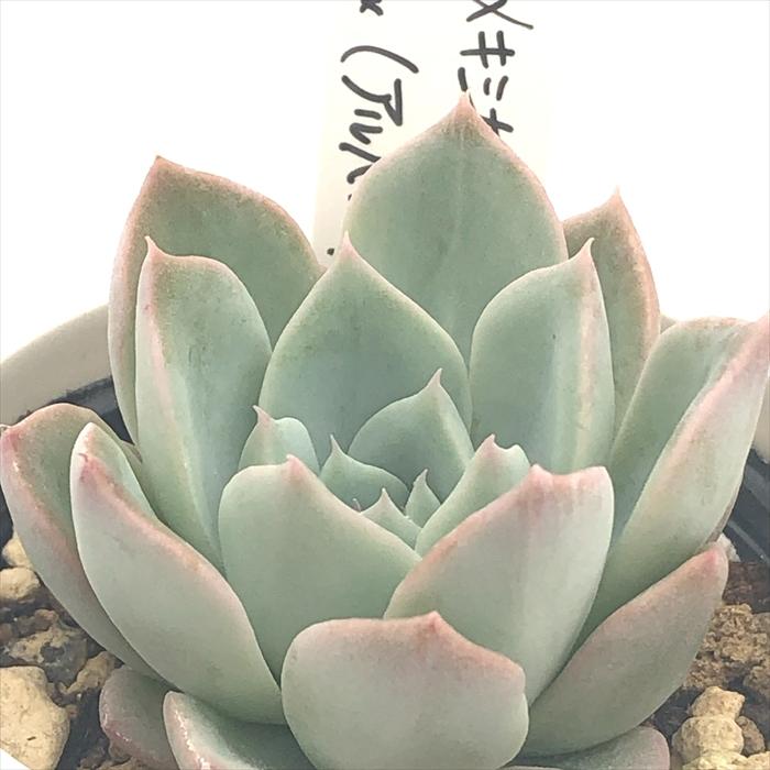 オーズプランツ 青典牡丹 カキコ カット苗 オーズプランツ 青典牡丹