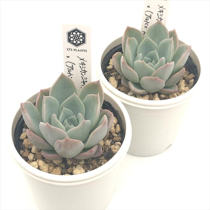 多肉植物 O'sエケベリア メキシカンジャイアント×（アルバ×青典牡丹