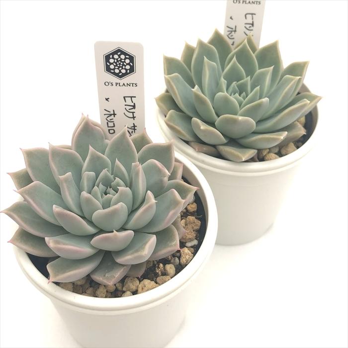 多肉植物 O'sエケベリア ヒアリナサントドミンゴ×ホリコロ O's PLANTS