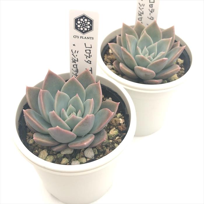 オーズプランツさん苗コロラータアテマハック×シンフォロサナム他3点セット 多肉植物 O'sセデベリア コロラータアテマハック×シンフォロサ