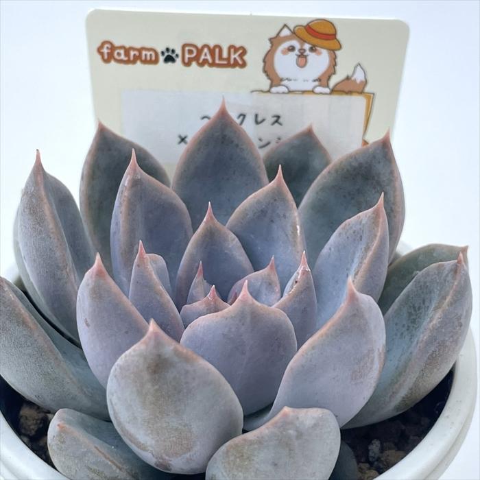 多肉植物 plkエケベリア ヘラクレス×トリマネンシス パルクさん苗 送料