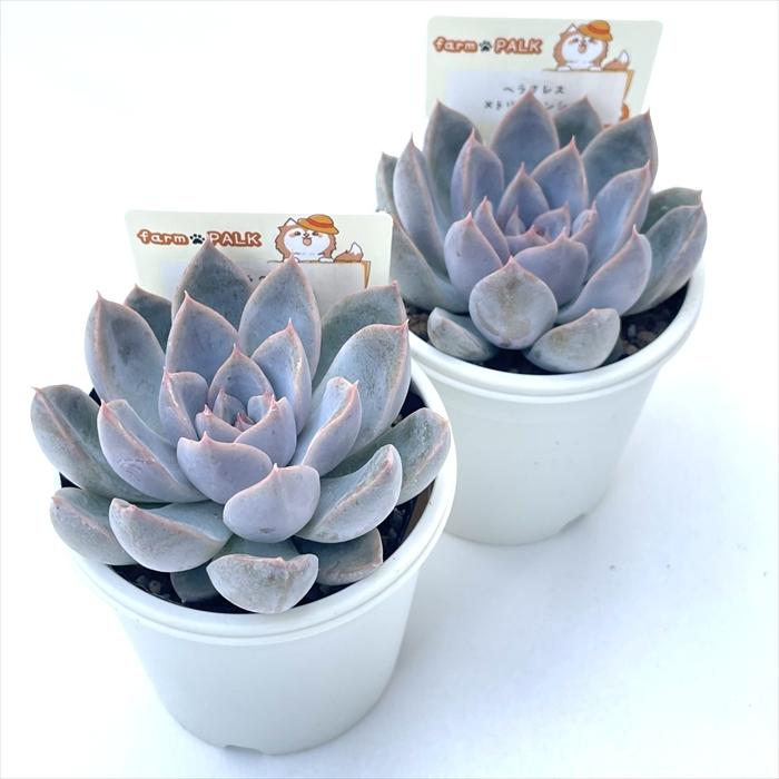 多肉植物 plkエケベリア ヘラクレス×トリマネンシス パルクさん苗 送料