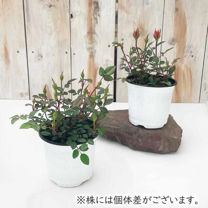 日本花キ流通 ミニバラ モカ 登録品種 3.5号ポット 四季咲き バラ 薔薇