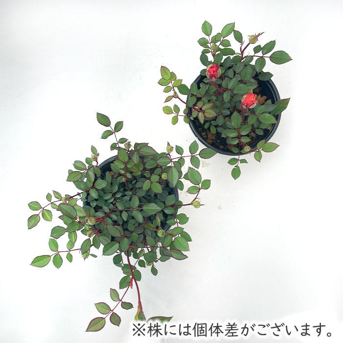 日本花キ流通 ミニバラ モカ 登録品種 3.5号ポット 四季咲き バラ 薔薇