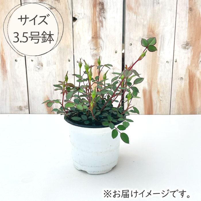 日本花キ流通 ミニバラ モカ 登録品種 3.5号ポット 四季咲き バラ 薔薇