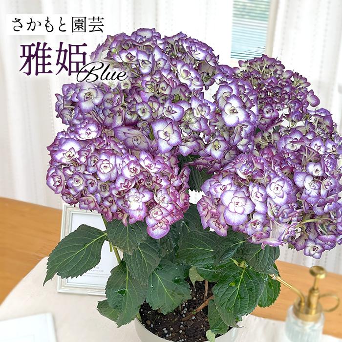 アジサイ 雅姫 ブルー 5号鉢 みやび ミヤビ 登録申請中 送料無料