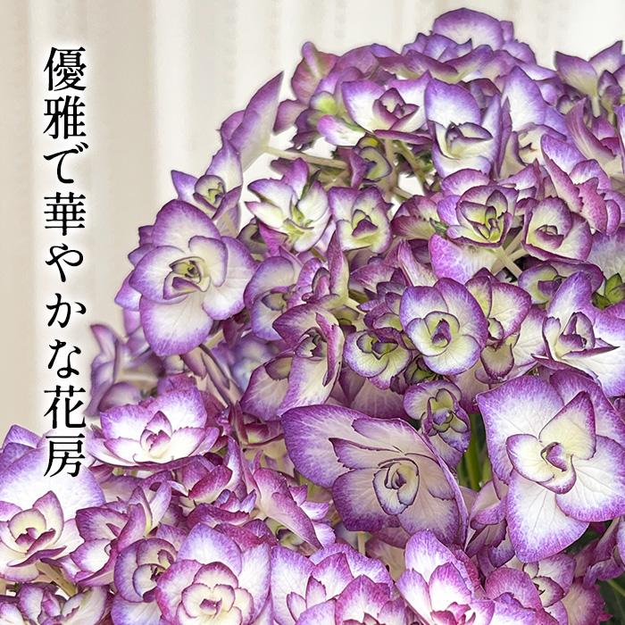 アジサイ 雅姫 ブルー 5号鉢 みやび ミヤビ 登録申請中 送料無料