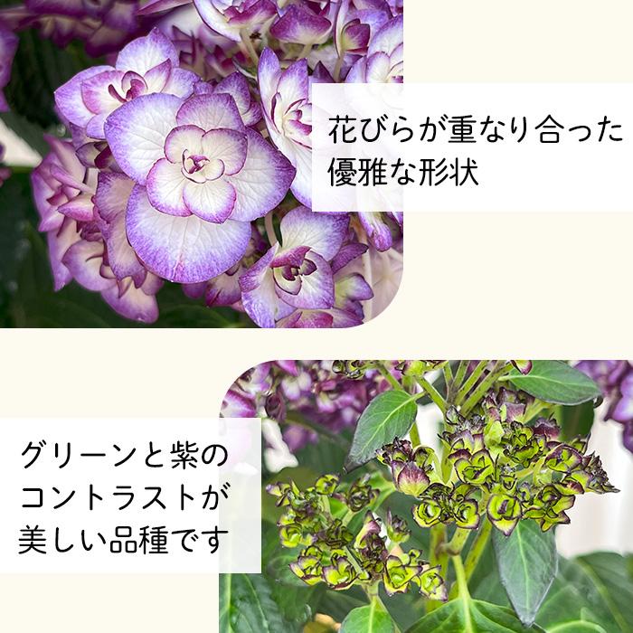 鉢花 MIYABI 32274_1.jpg