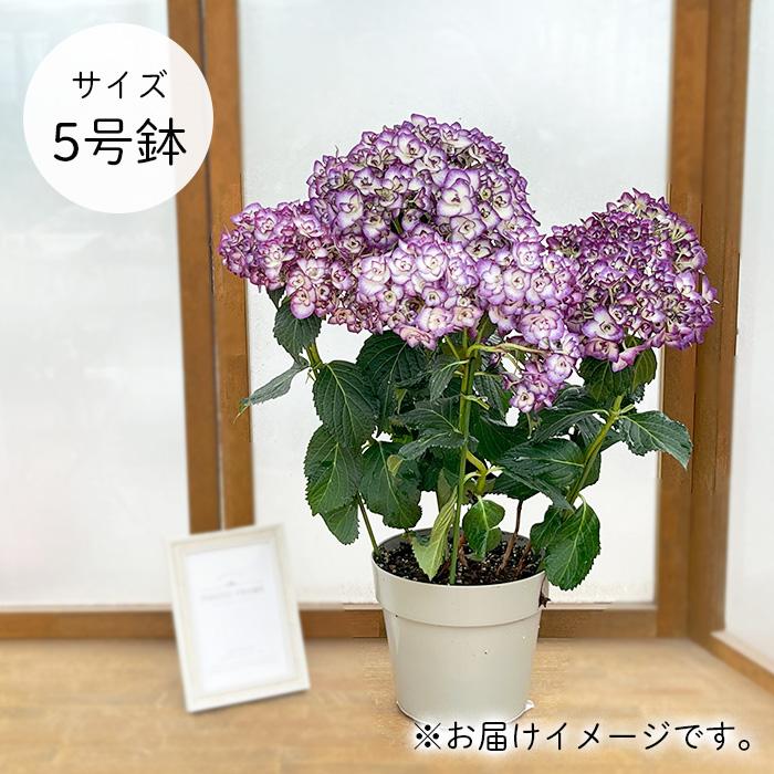 アジサイ 雅姫 ブルー 5号鉢 みやび ミヤビ 登録申請中 送料無料