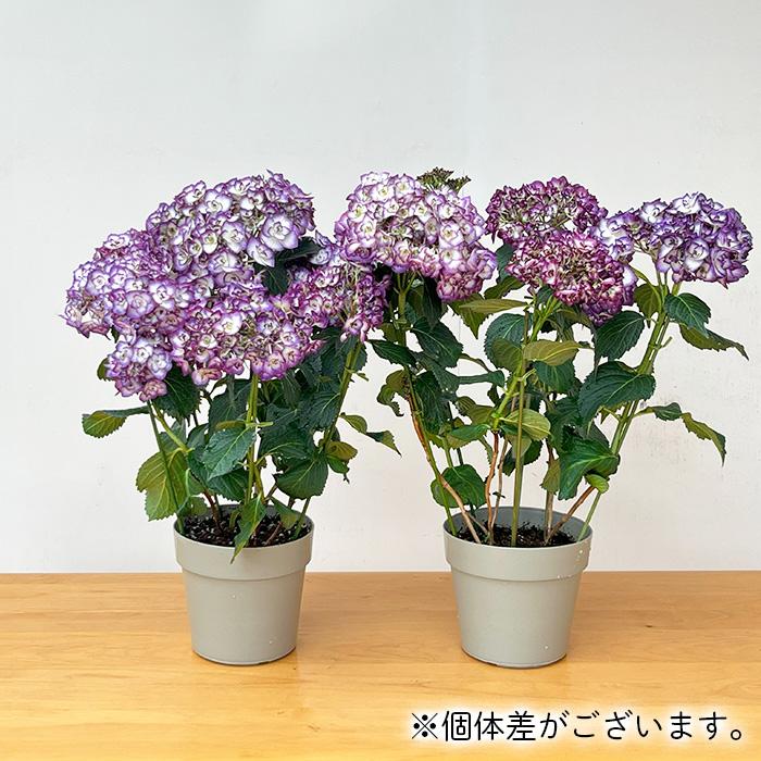 鉢花 MIYABI アジサイ 雅姫 ブルー 5号鉢 みやび ミヤビ 登録申請中 送料無料