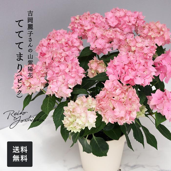 吉岡麗子さんの山アジサイ てててまり ピンク 品種登録出願中 4号鉢