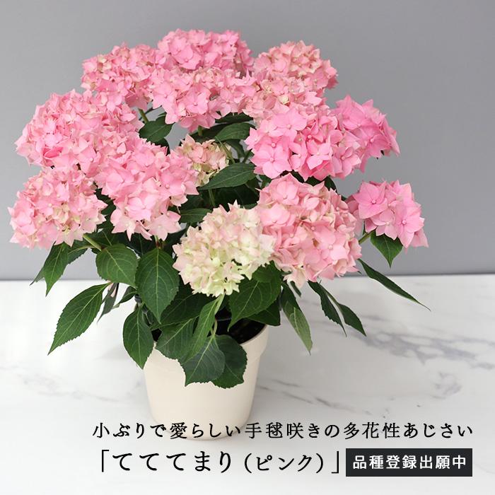 お得コレクション　紫陽花　アジサイ　吉岡麗子さん　山アジサイ　4号４鉢セット 吉岡麗子さんの山アジサイ てててまり ピンク 品種登録出願中 4号鉢