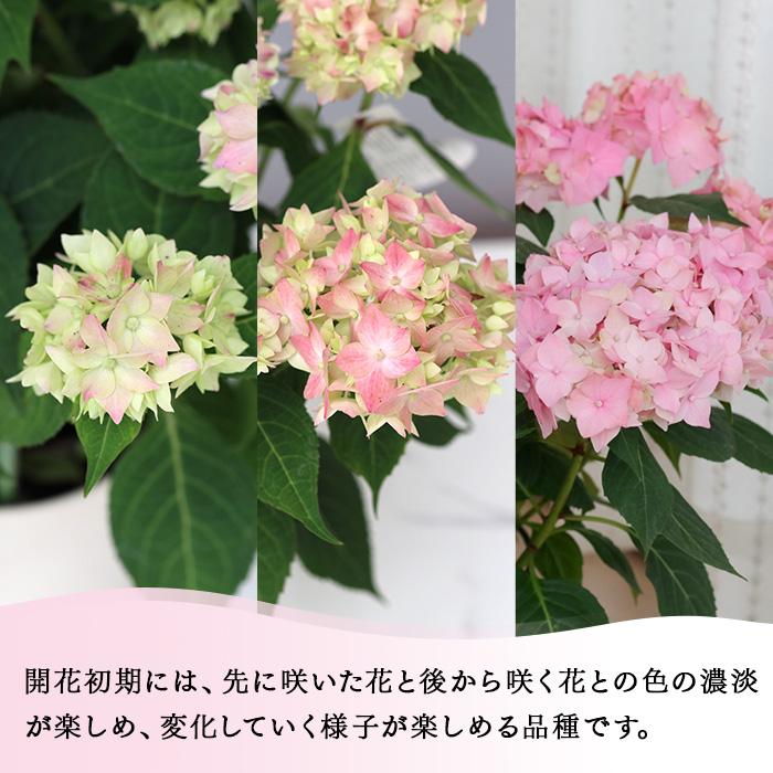 吉岡麗子さんの山アジサイ てててまり ピンク 品種登録出願中 4号鉢