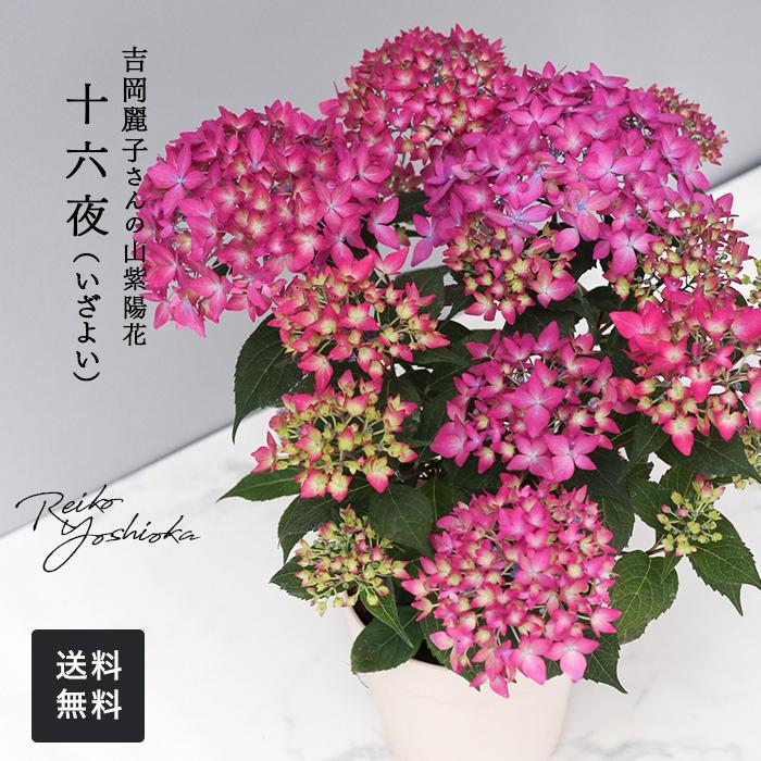 吉岡麗子さんの山アジサイ 十六夜 いざよい 品種登録出願中 4号鉢 送料