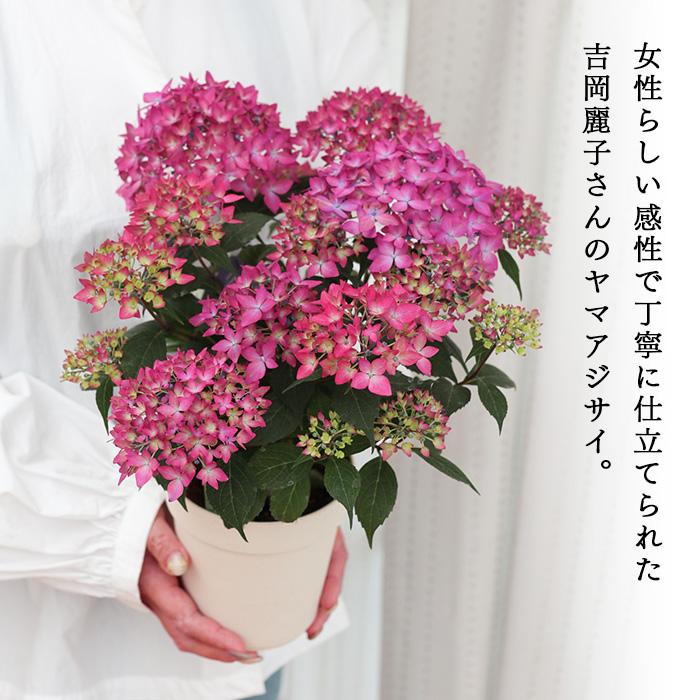 吉岡麗子さんの山アジサイ 十六夜 いざよい 品種登録出願中 4号鉢 送料