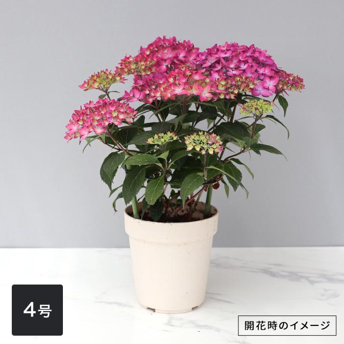 吉岡麗子さんの山アジサイ 十六夜 いざよい 品種登録出願中 4号鉢 送料