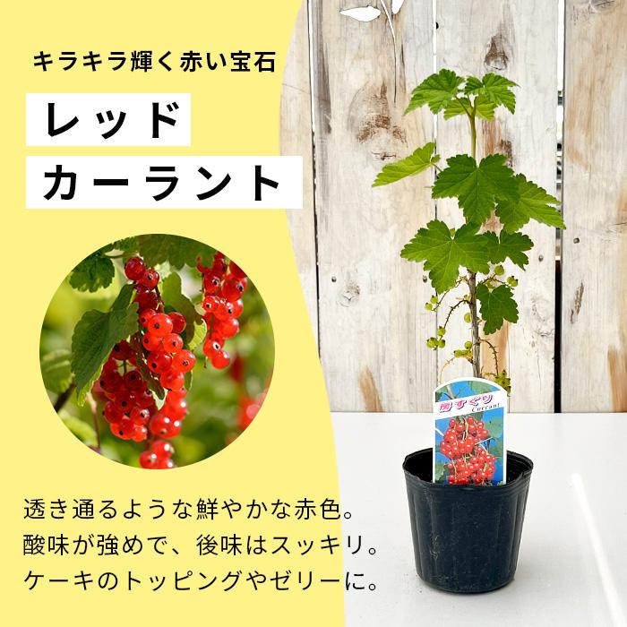 日本花キ流通 お庭の宝石 選べるスグリ 9cmポット レッド ホワイト