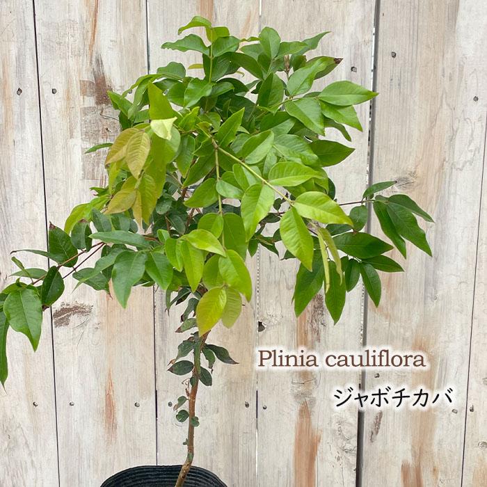 日本花キ流通 ジャボチカバ 苗 12cmポット 送料無料 四季成り 木葡萄