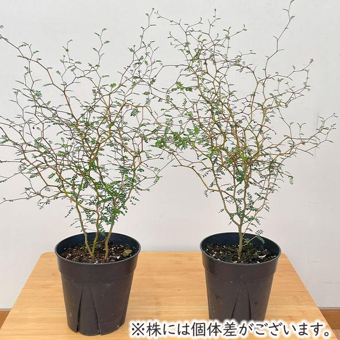 日本花キ流通 観葉植物 ソフォラ プロスタータ リトルベイビー 5号鉢