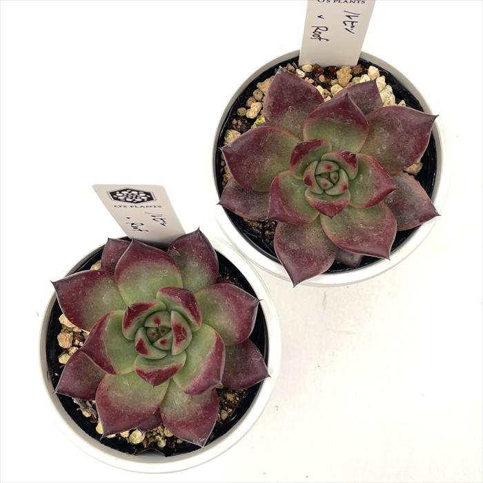 多肉植物 O'sエケベリア ルビン×Roof O's PLANTS オーズプランツさん苗