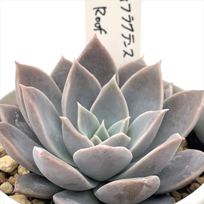 多肉植物 O'sエケベリア ディフラクテンス×Roof O's PLANTS オーズ