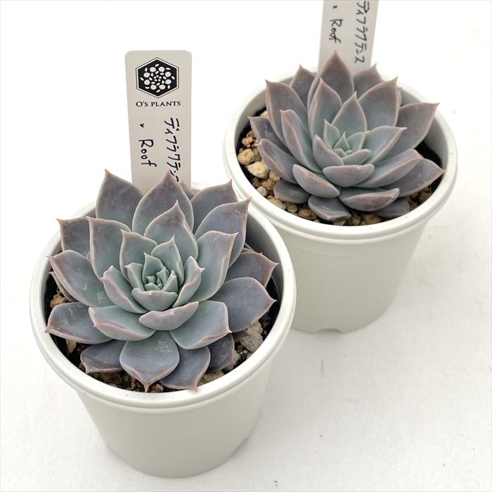 多肉植物 O'sエケベリア ディフラクテンス×Roof O's PLANTS オーズ