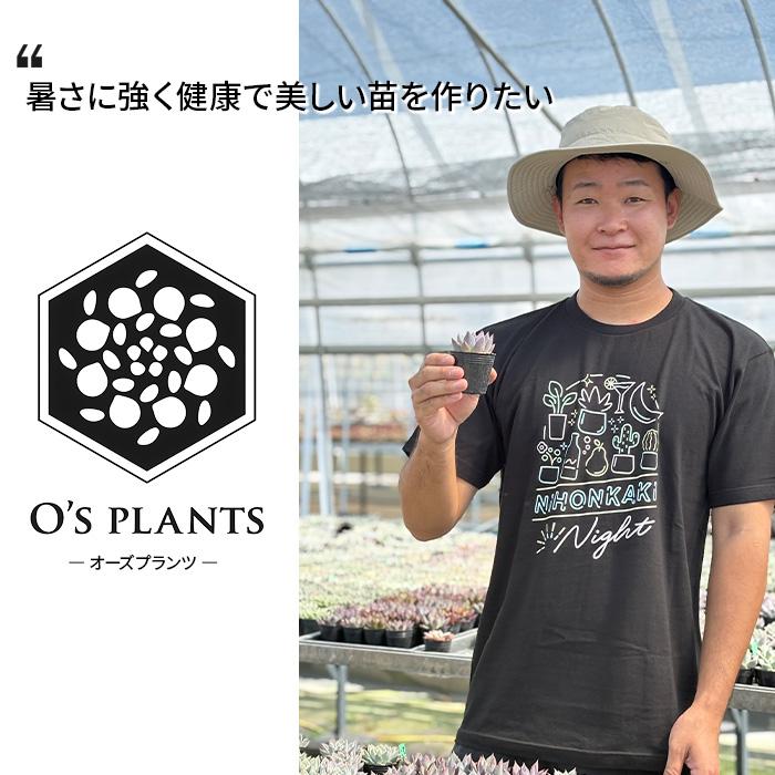 多肉植物 O'sエケベリア ディフラクテンス×Roof O's PLANTS オーズ