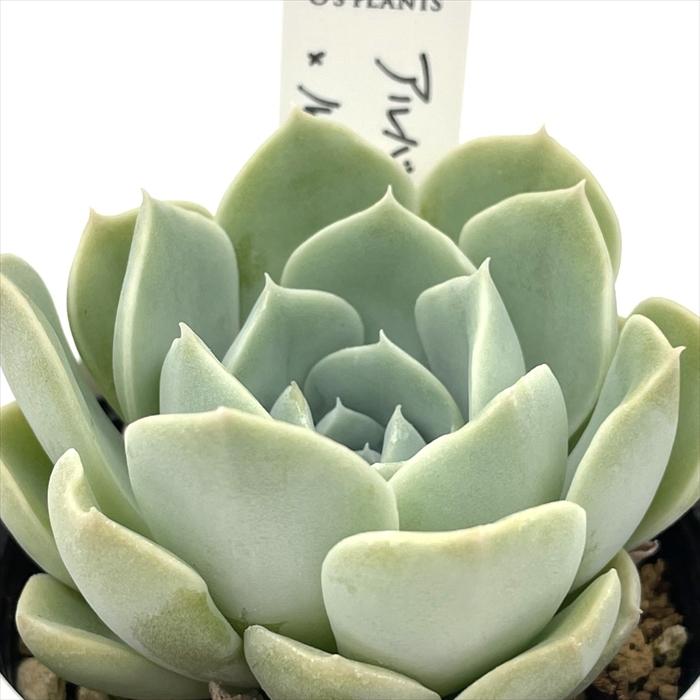 多肉植物 O'sエケベリア アルバ×ルノーディーン O's PLANTS オーズ
