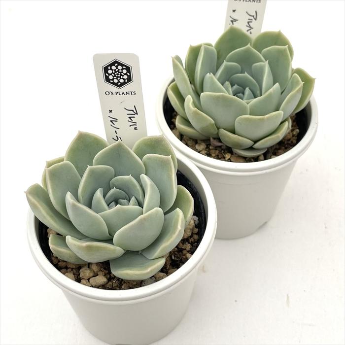 つねりん 多肉植物のオルゴナイト全10点セット 多肉植物 O'sエケベリア アルバ×ルノーディーン O's PLANTS オーズ