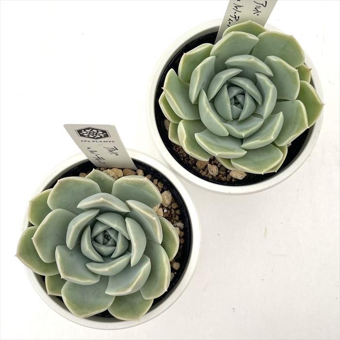 50多肉植物ルノーディーン 50苗4-6CM 多肉植物 O'sエケベリア アルバ×ルノーディーン O's PLANTS オーズ
