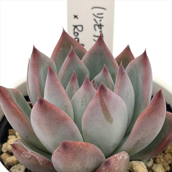 多肉植物 O'sエケベリア （リンゼアナ×ブランデティ）×Roof O's PLANTS