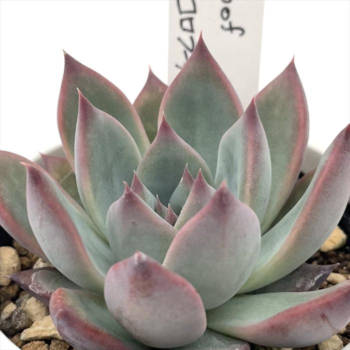 多肉植物 O'sエケベリア Roof×コロラータ O's PLANTS オーズプランツ