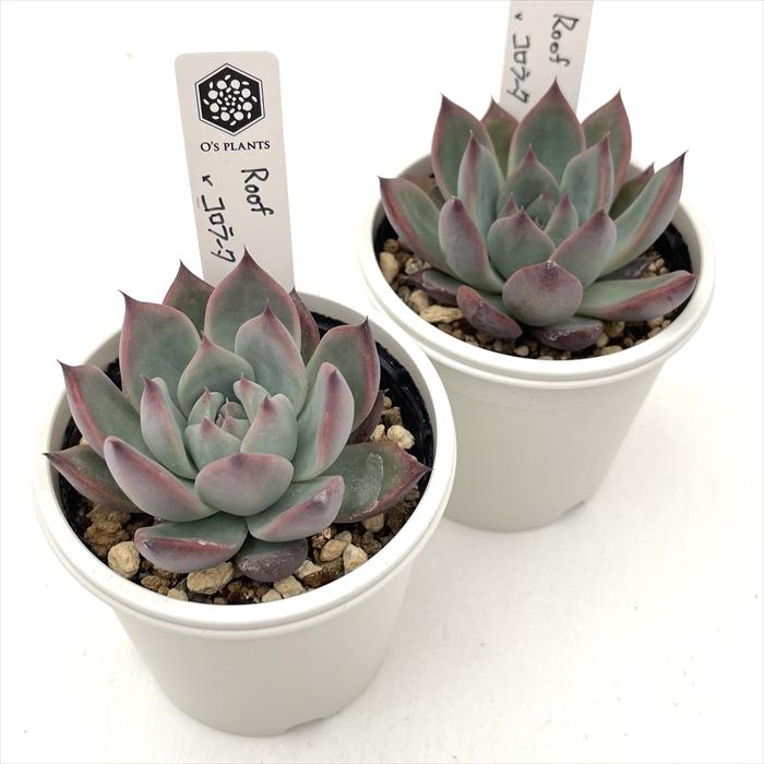 多肉植物 O'sエケベリア Roof×コロラータ O's PLANTS オーズプランツ