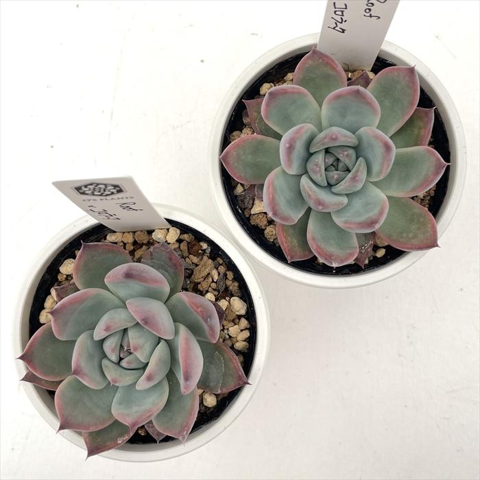 多肉植物 O'sエケベリア Roof×コロラータ O's PLANTS オーズプランツ