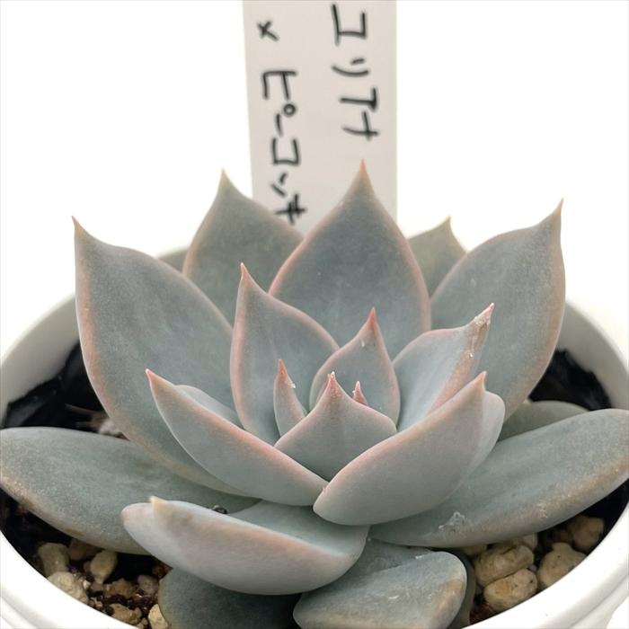 多肉植物 O'sエケベリア ユリアナ×ピーコッキー O's PLANTS オーズ