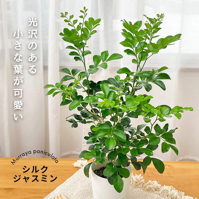 日本花キ流通 観葉植物 シルクジャスミン 4号鉢 ゲッキツ 月橘