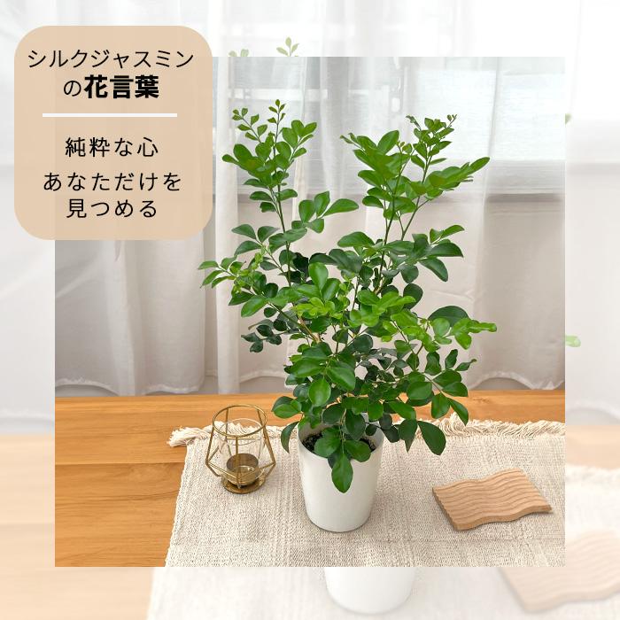 シルクジャスミン 花が咲き実が成る観葉植物 室内外 日本花キ流通