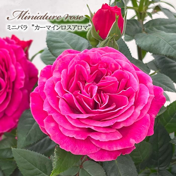 日本花キ流通 【まもなく締め切り】 予約販売 ミニバラ カーマインロス