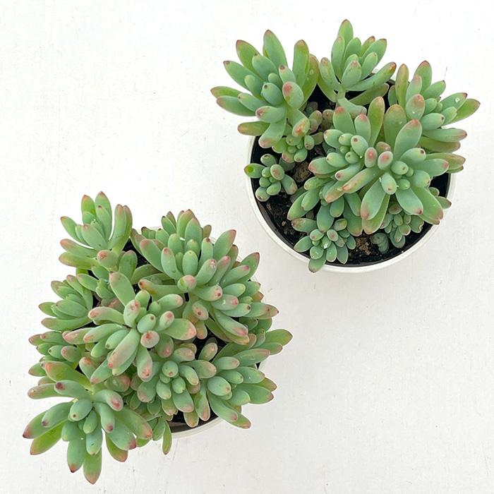 日本花キ流通 多肉植物 hmセデベリア ばらまき乙女心