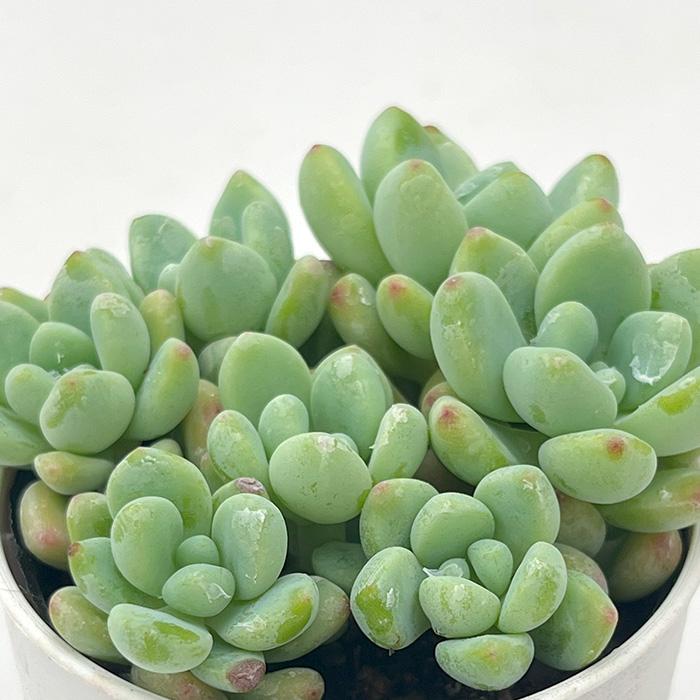 日本花キ流通 多肉植物 hmセダム ロッティー多頭 セダム 6cm