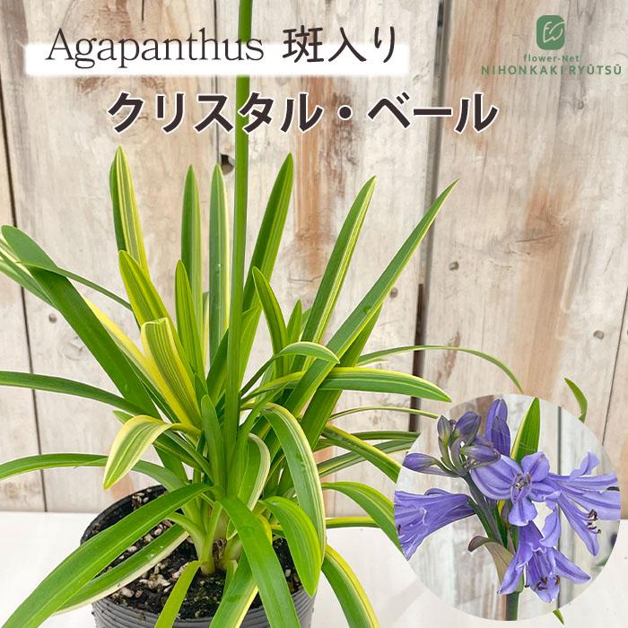 日本花キ流通 斑入り矮性アガパンサス クリスタル・ベール 10.5cm