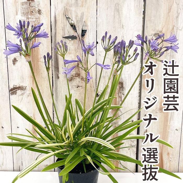 日本花キ流通 斑入り矮性アガパンサス クリスタル・ベール 10.5cm