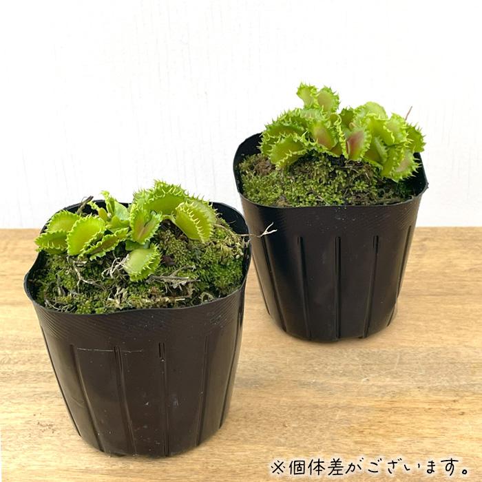 ハエトリグサ 小型 緑色ポット 日本花キ流通 食虫植物 ハエトリソウ ダンプリング 9cmポット