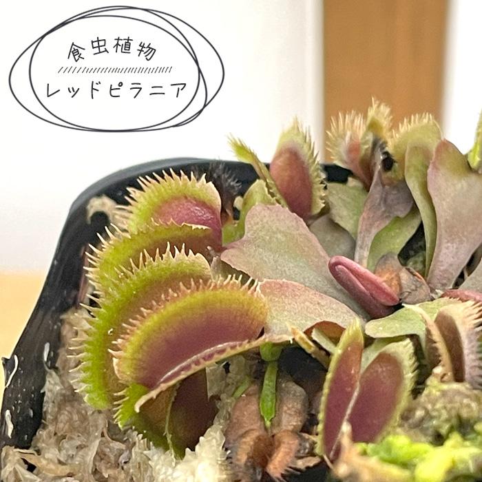 日本花キ流通 食虫植物 ハエトリソウ レッドピラニア 7.5cmポット