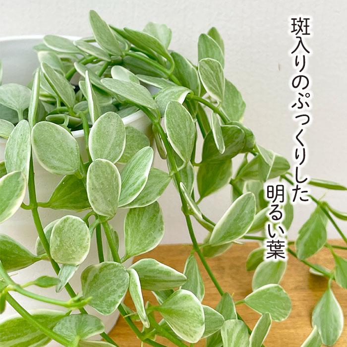 日本花キ流通 観葉植物 ディスキディア エメラルド 4号鉢 観葉植物
